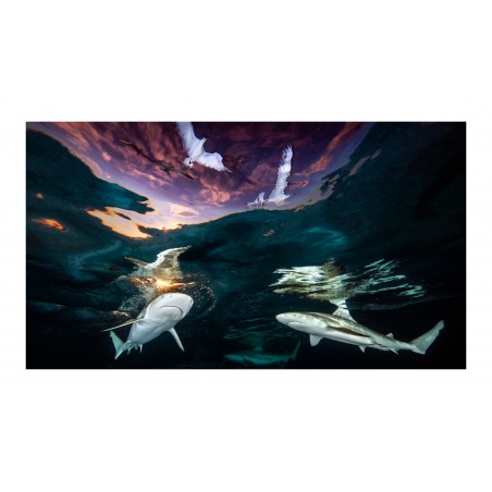 Renee Capozzola - 2021 Underwater Photographer of the Yearp_ph_anim_http!++www.beneaththesurfaceimaging.com