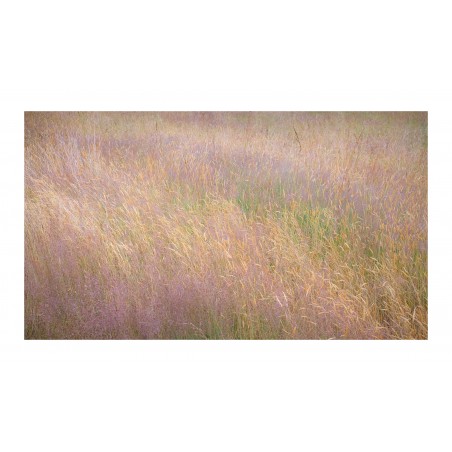 Steven Keller - Summer Grass 1_ph_land_artfulhome.com+artist+Steven-Keller+7967