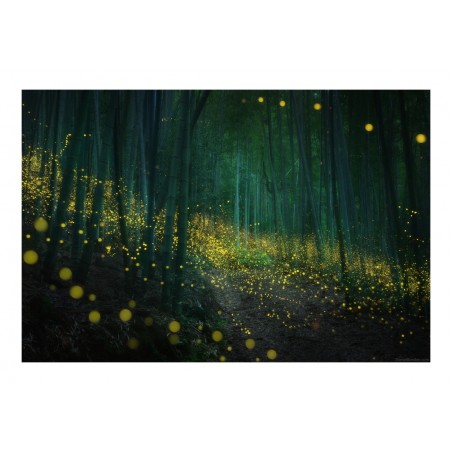 Daniel Kordan -  Japan Fireflies - 2019_ph_land