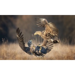 Mauro Rossi - Eagle fight - Aosta valley