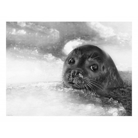 Holger Droste - young seal_ph_bw_anim