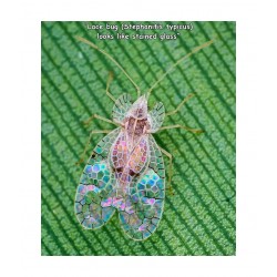 Anonym - Stephanitis Typicus - Lace bug