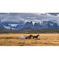 Shutterstock - Torres del Paine National Park - Patagonia