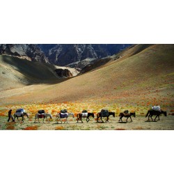 Skouatroulio - Caravan of donkeys in the Himalayas -...