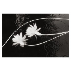 Elizabeth Opalenik - Bayou lilies monroe - Louisiana - 2000_mast_ph_bw