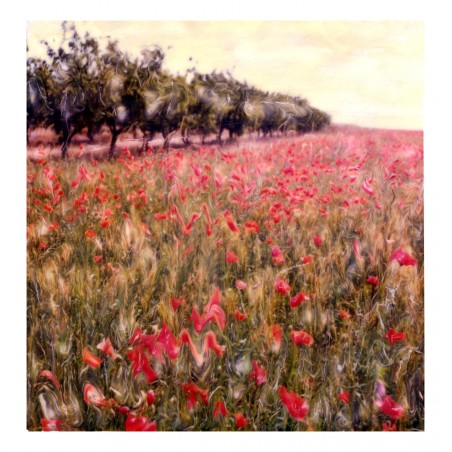 Elizabeth Opalenik - poppies - polaroid SX70 GEMS_mast_ph_land_red
