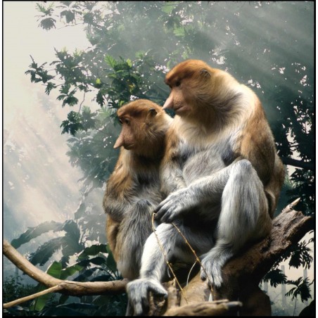 Frank Horvat -Bestiary - proboscis monkeys - 1994_ph_mast_anim