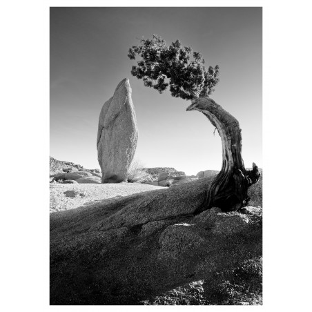 Ansel Adams - Joshua Tree Leaning Juniper and Balanced Rock_ph_mast_bw_land_vint_newconceptartphotoselling.com+blog+35539-ansel-