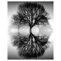 Ansel Adams - Reflections_ph_mast_land_bw_vint