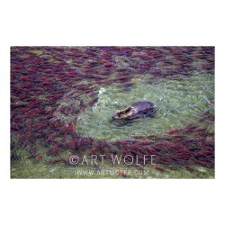 Art Wolfe - Party on the red Sea - Katmai National Park -Alaska_ph_land_anim