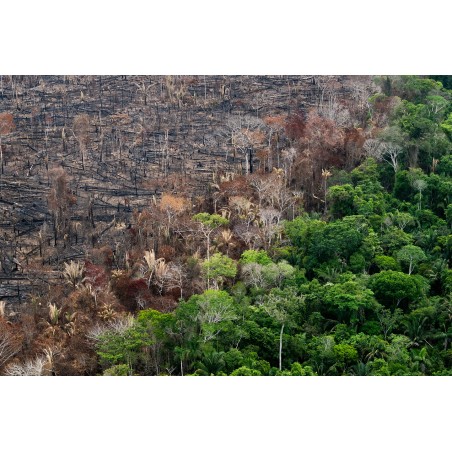Daniel Beltra - Amazon rainforest after the fire - canopy east of Manaus Brazil 2013_ph_land_repo