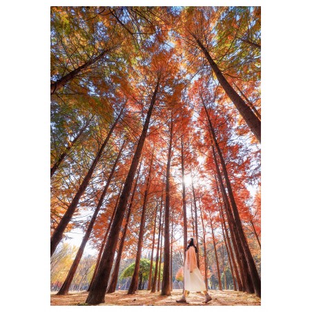 Mehmet SERT - forest in Seoul - Korea_ph_land