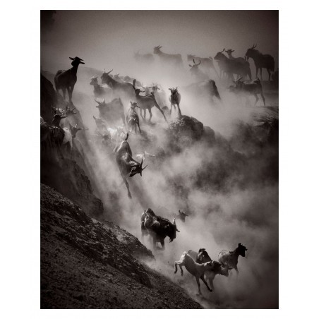 Drew Doggett - Goat herd dust desert hill running_ph_land_anim_bw