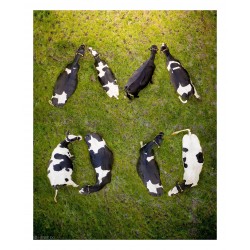 Henry Do - What does one cow say to the other_ph_land_anim_funn_instagram.com+henry_do