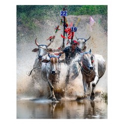 Luong Nguyen Anh Trung -  Bull races  - pagode Ro -Tinh...