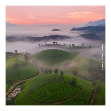 Luong Nguyen Anh Trung - Long Coc tea hill_ph_land
