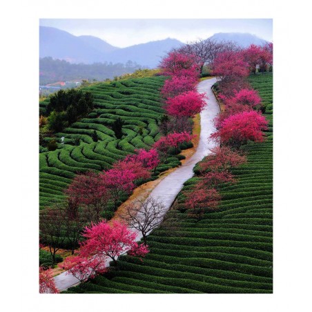 Wei Peiquan - Tea garden in Yongfu township 2 - China_ph_land