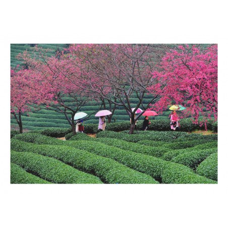 Wei Peiquan - Tea garden in Yongfu township - China_ph_land